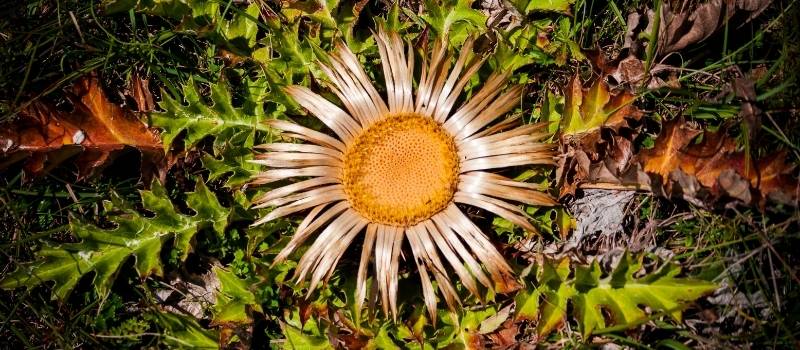 cardabelle plante fleur garrigue