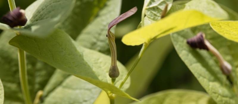 aristoche pistoloche prosperine plante rare garrigue