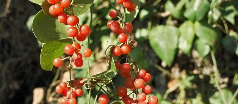 salsepareille plante garrigue