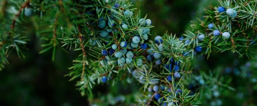 genevrier cade plante aromatique de la garrigue