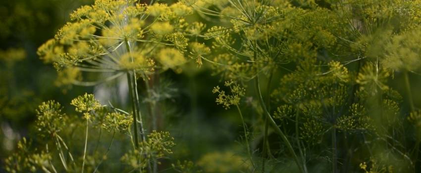 fenouil commun plantes de garrigue