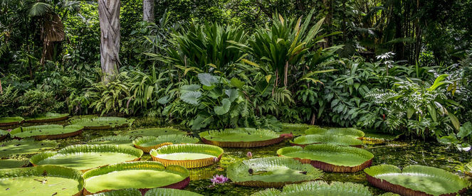 amazonian greenhouse at the montpellier zoo