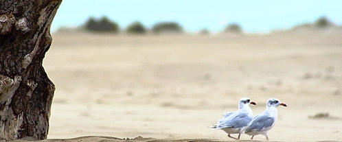 Espiguette beach dunes