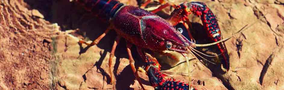 Animals in Occitanie with a crayfish at Lake Salagou