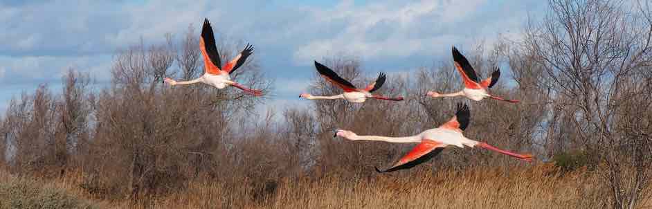 Animals in Occitanie, pink flamingos in the Camargue