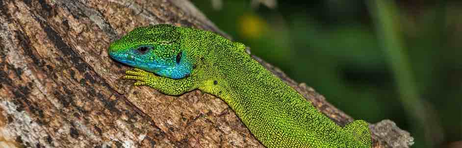 the ocellated lizard of pic saint loup an animal present in occitania