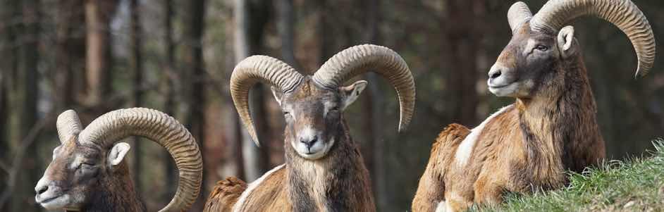 the mouflon du caroux an animal present in occitania