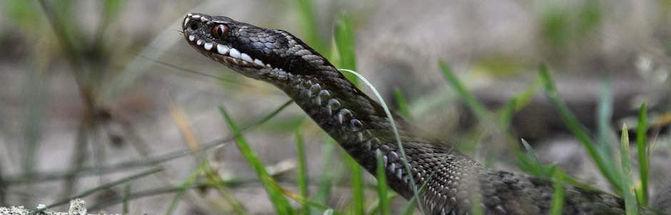 The viper, a snake from the Occitanie region in the south of France