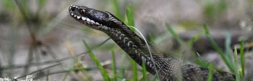 The viper a snake from the occitanie region in the south of france