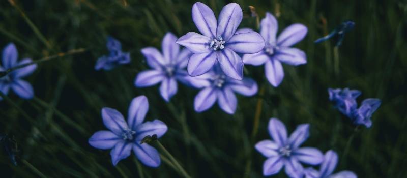 Montpellier aphyllanthus, garrigue plant