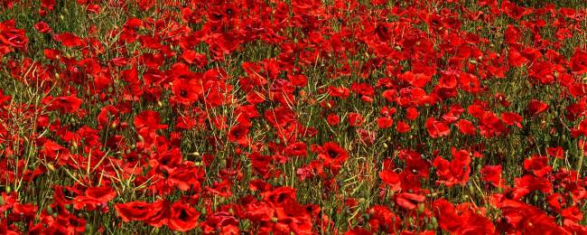 field of poppies in Occitanie