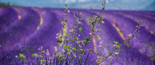 lavender field in provence