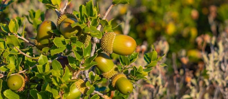 the kermes oak, a shrub found in the garrigue around Montpellier