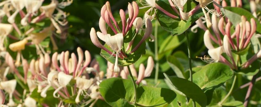 honeysuckle plant with garrigue flowers