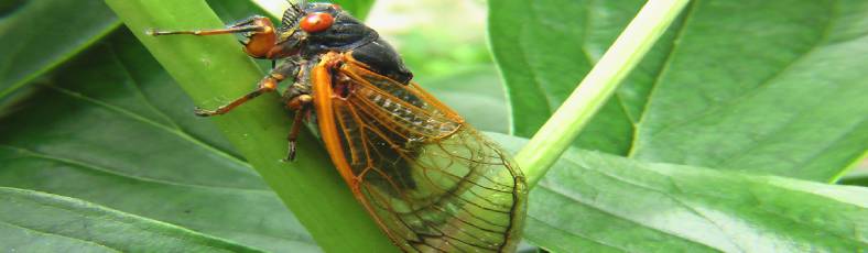 Cicada in occitania in the south of france