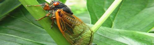 Cicada in occitanie in the south of france