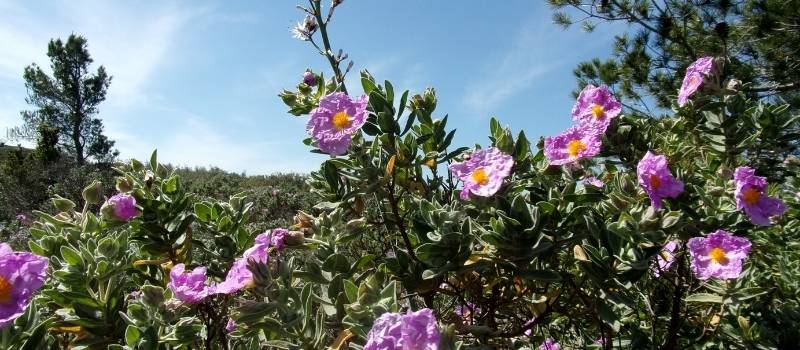 cotton rockrose plant from the garrigue around Montpellier