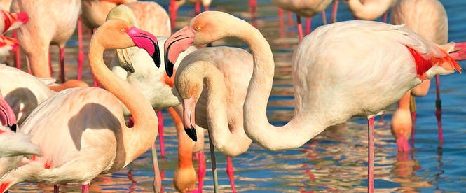 Pink flamingos in the Camargue