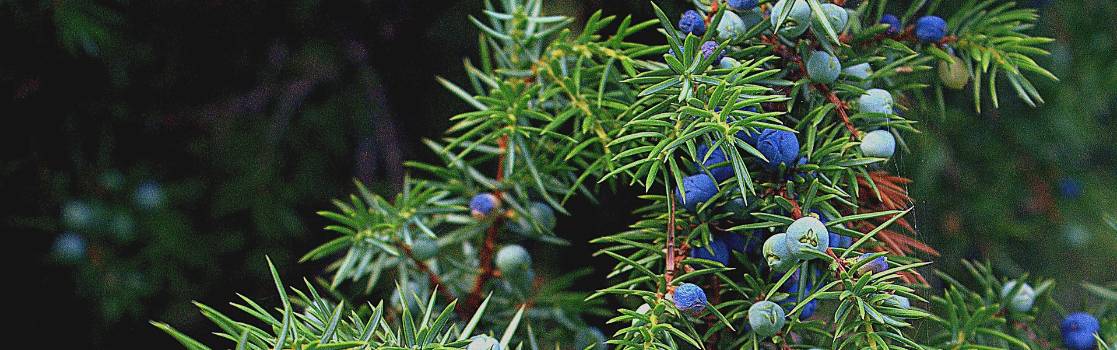 the juniper aromatic plant of the garrigue