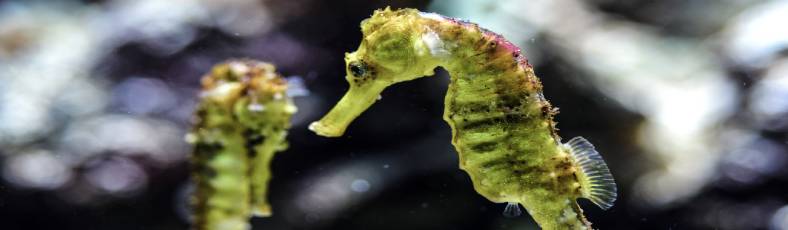 seahorse thau lagoon in occitania