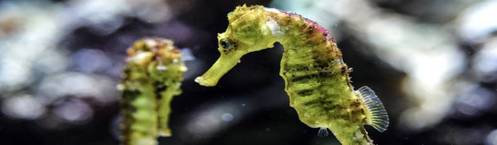 seahorse Thau lagoon in occitanie