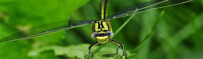 insect dragonfly on plant in occitania
