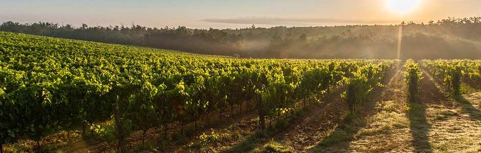 picture of a vineyard