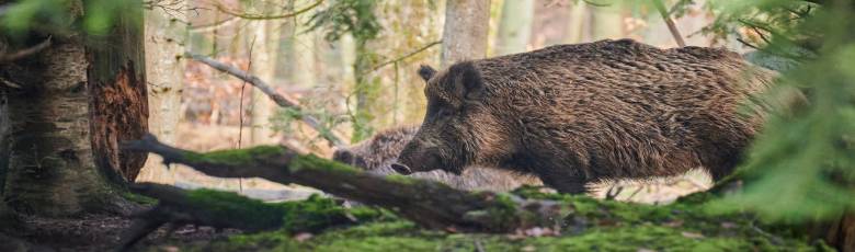 wild boar in the garrigue of occitania