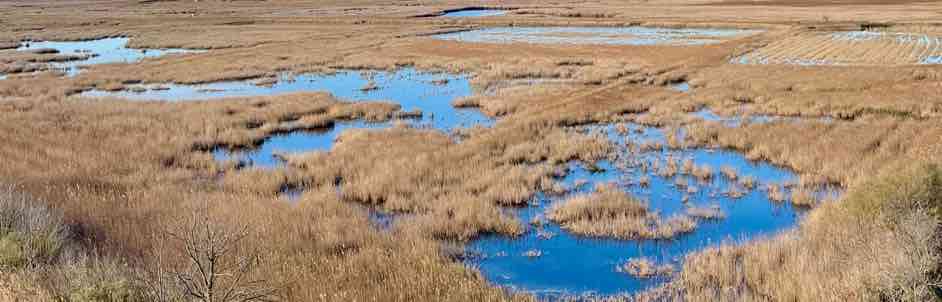 Sansouire camargue plants and salt lake