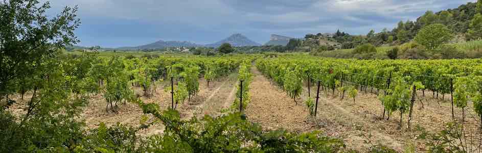 brown limestone soil of the garrigue in Occitania