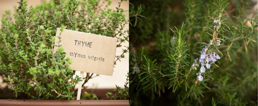rosemary, an aromatic plant from the garrigue