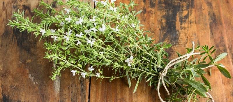 sarriette plante aromatique garrigue