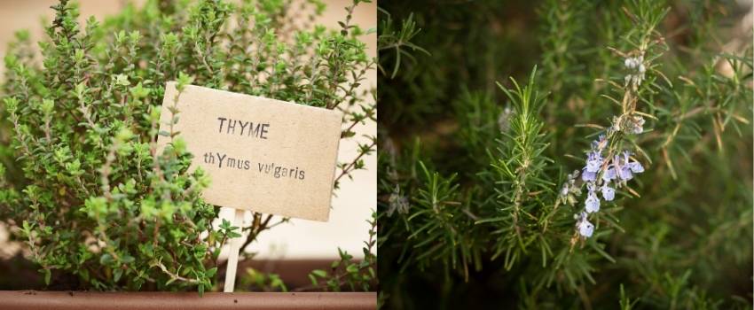 romarin plante aromatique de la garrigue