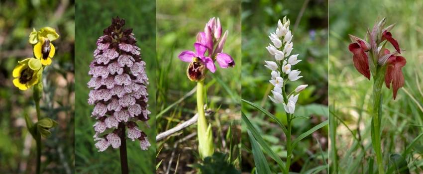 orchidées sauvages plante de garrigue