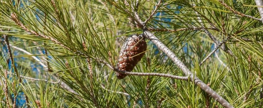 pin alep garrigue pinus halepensis