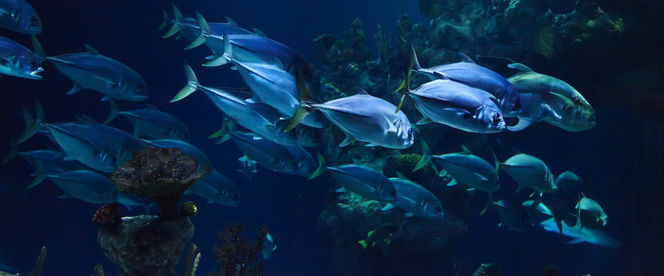 poissons de l'aquarium de Montpellier