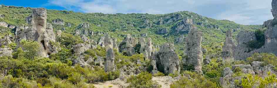Bruyere plante de la garrigue et du sud de la france