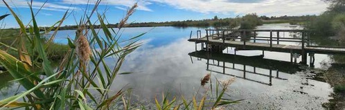 ponton au milieu des etangs du centre de la scamandre en camargue