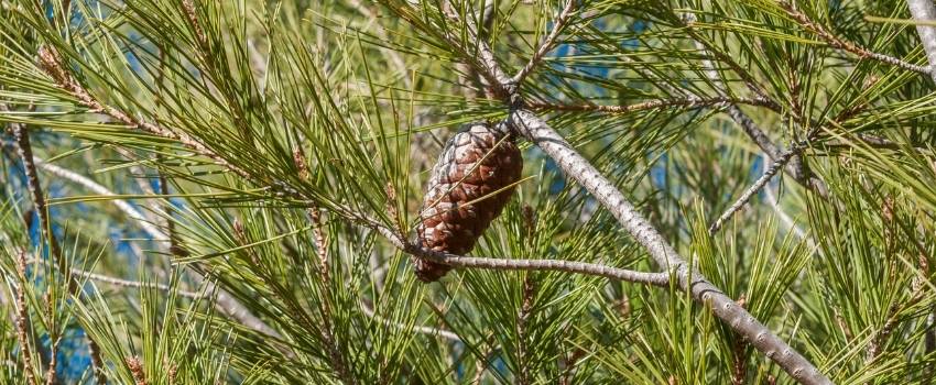 le pin Alep arbre de la garrigue