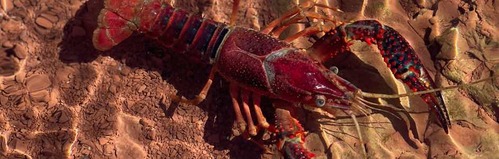 Ecrevisse du lac de Salagou dans le sud de la france