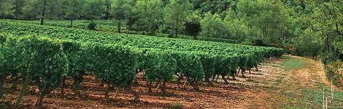 terroir varié du languedoc